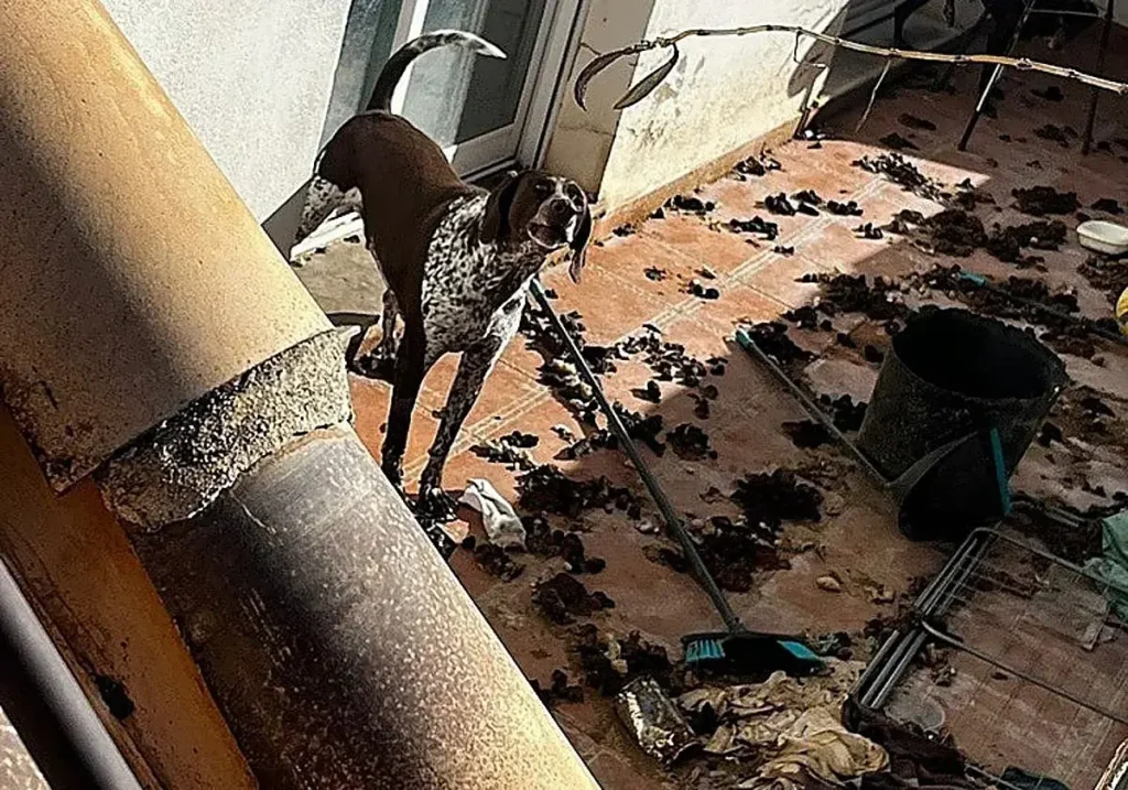 Uno de los perros, en la terraza de la vivienda repleta de excrementos y basura.
