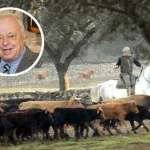 Vaquero a caballo entre ganado bravo. En detalle, el consejero de Cultura y Turismo, Gonzalo Santonja.